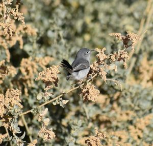 Close-up of bird perching on flower