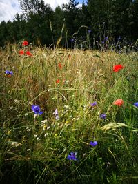 Poppy flowers growing in field