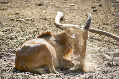 Close-up of horse lying on sand