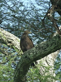Low angle view of eagle perching on tree in forest