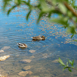 High angle view of ducks in lake