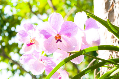 Close-up of pink cherry blossoms