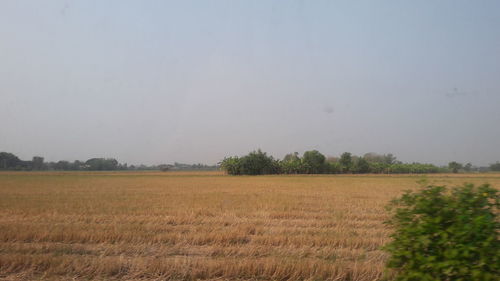 Scenic view of field against clear sky