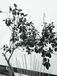 Low angle view of plants against sky