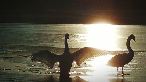 Sun shining through trees