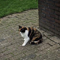 High angle view of cat sitting on footpath