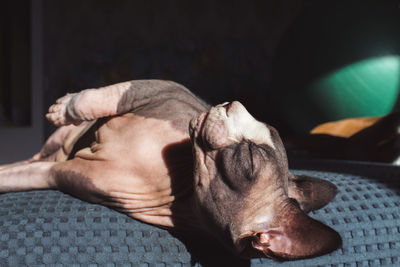 Close-up of cat sleeping on sofa at home