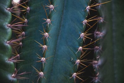 Close-up of cactus plant