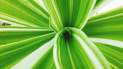 Full frame shot of palm leaves