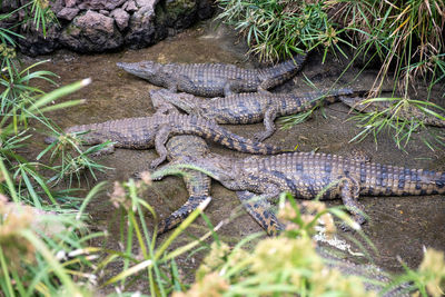 Crocodiles resting on a pond edge 