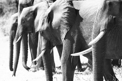 Side view of elephants