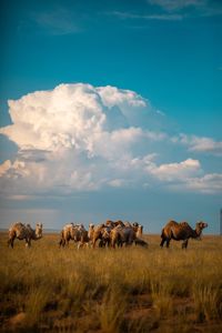 Bactrian camels standing on landscape