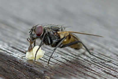 Close-up of fly on wooden table