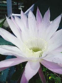 Close-up of white flowers