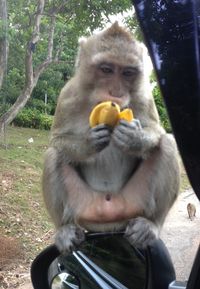 Monkey eating food