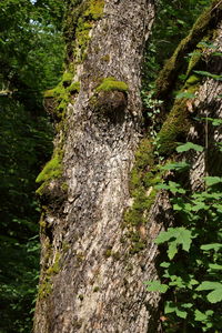 Close-up of moss growing on tree trunk