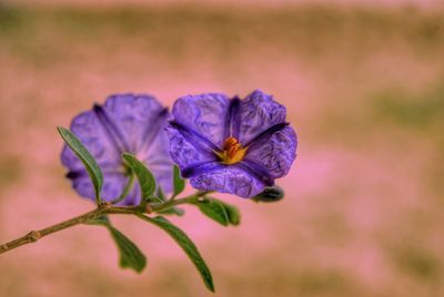 Close-up of purple flowering plant