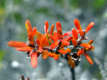 Close up of red flower