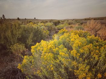 Yellow flowers growing on landscape against sky