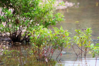 Plants growing in water