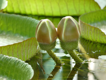 Close-up of plants with reflection in water