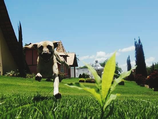 grass, field, domestic animals, grassy, sky, green color, animal themes, clear sky, blue, one animal, mammal, building exterior, landscape, built structure, architecture, growth, dog, nature, pets, day