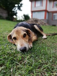 Close-up portrait of a dog on field