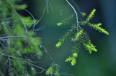 Close-up of fresh green plant