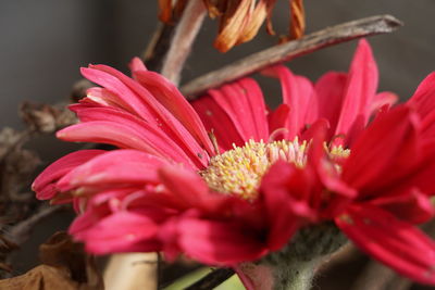 Close-up of pink flower