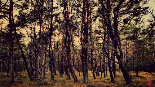 Trees in forest