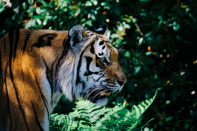 Close-up of tiger