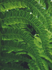 Close-up of fern