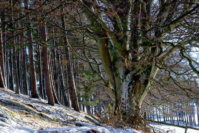 Trees in forest during winter