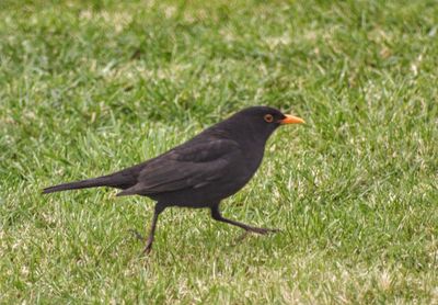 Bird perching on a field