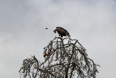 Low angle view of bird perching on branch against sky