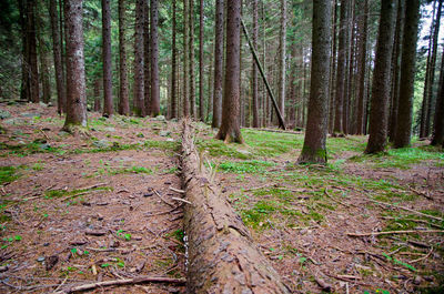 Low section of pine trees in forest