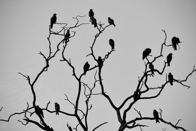 Low angle view of birds perching on bare tree against sky