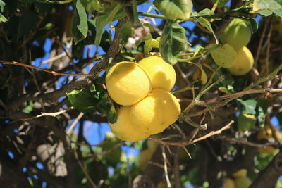 Close-up of fruit growing on tree