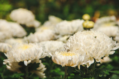 White chrysanthemum,a small insect on a white chrysanthemum