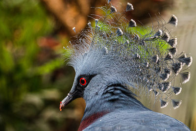 Close-up of bird