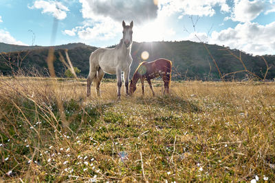 Horse grazing on field against sky