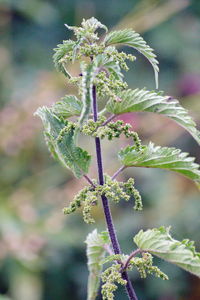 Close-up of frozen flowering plant