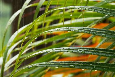 Close-up of wet leaf