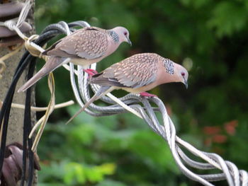 Close-up of birds perching on plant