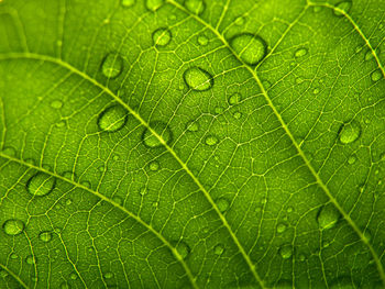A drop of dew on the teak leaves. photos from under the leaves.
