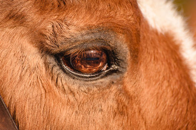 Close-up of horse eye
