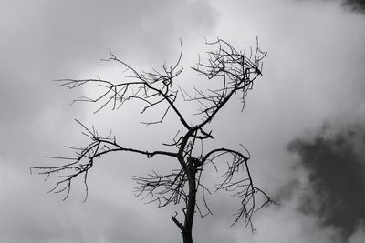 Low angle view of bare tree against sky