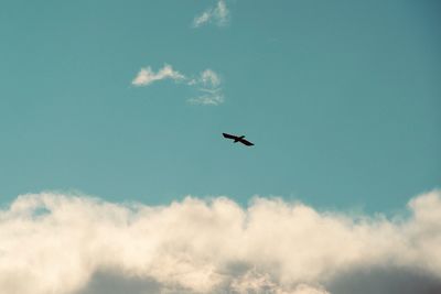 Low angle view of bird flying in sky