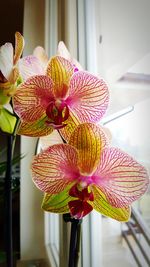 Close-up of orchid blooming outdoors