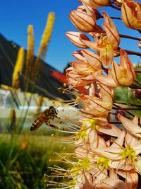 Close-up of bee on flower